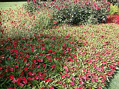194 Longwood Gardens [2008 August 23]